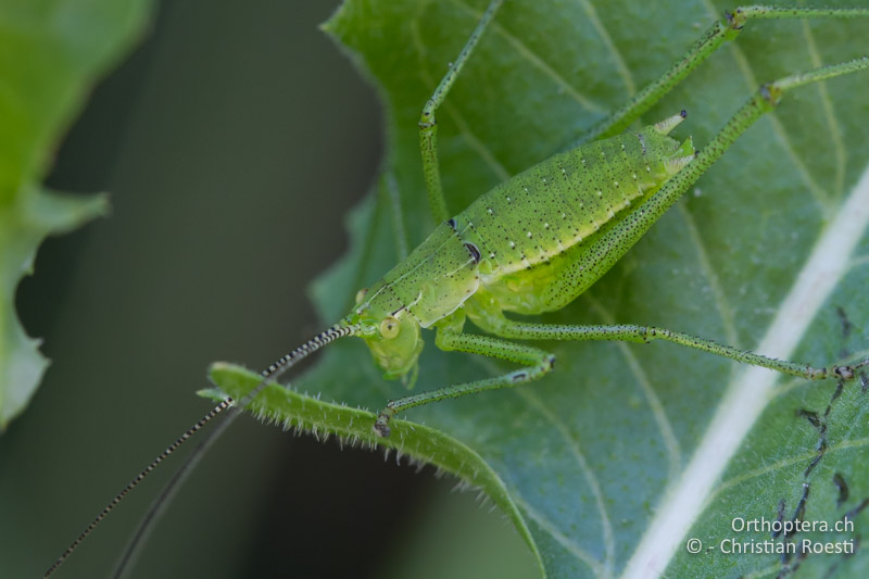 Leptophyes boscii ♂ im letzten Larvenstadium - HR, Istrien, Pazin, 12.06.2014