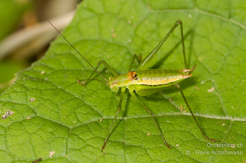 Leptophyes boscii ♂ - HR, Istrien, Potpićan, 12.06.2014
