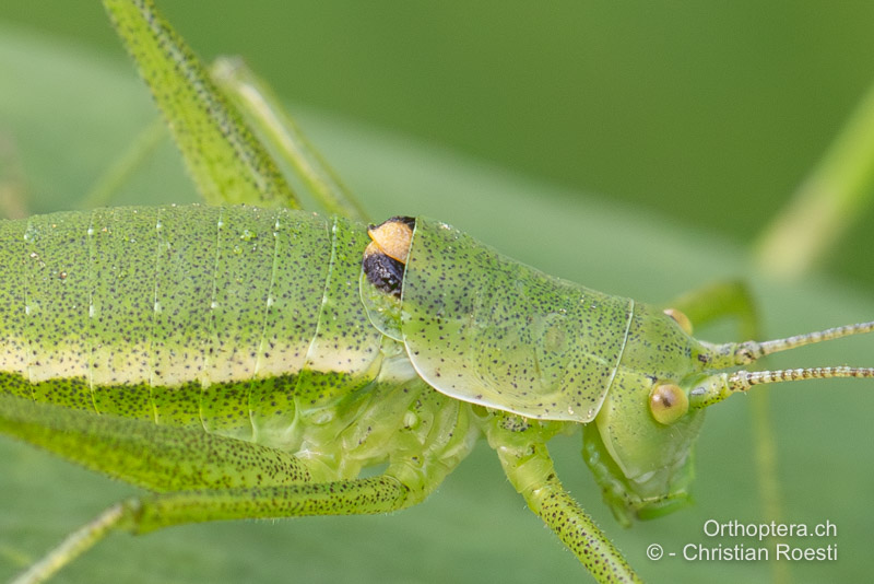 Halsschild mit den dreifarbigen Vorderflügeln von Leptophyes discoidalis ♂ - RO, Muntenia, Gura Siriului, 07.07.2021