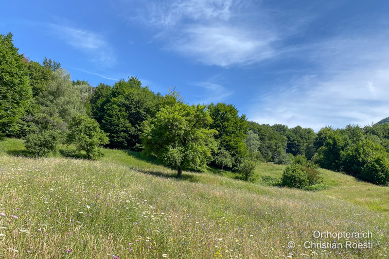 Artenreiche Waldlichtung; Leptophyes discoidalis lebt vor allem in den schattigen Saumbereichen und nicht in der offenen Wiese, Leptophyes albovittata in der Wiese - RO, Muntenia, Gura Siriului, 07.07.2021