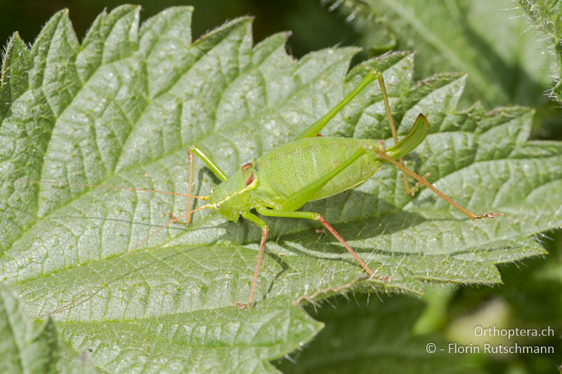 Leptophyes laticauda ♀ - CH, TI, Mt. Generoso, 15.09.2012