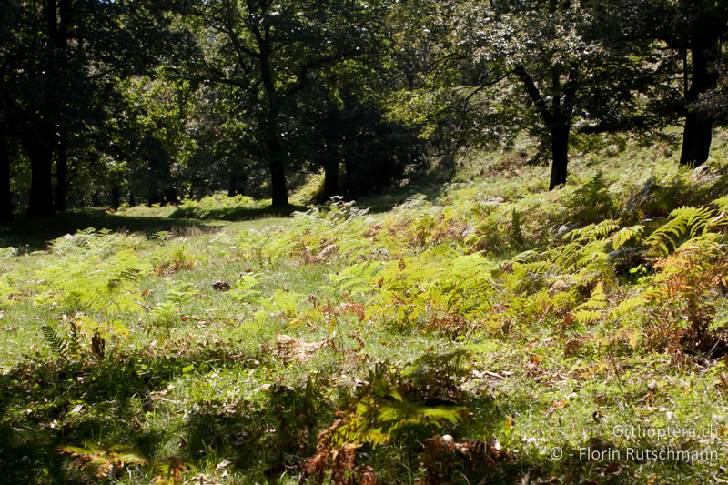 Beweideter, lichter Wald mit Adlerfarn - CH, TI, Mugena, 22.08.2011
