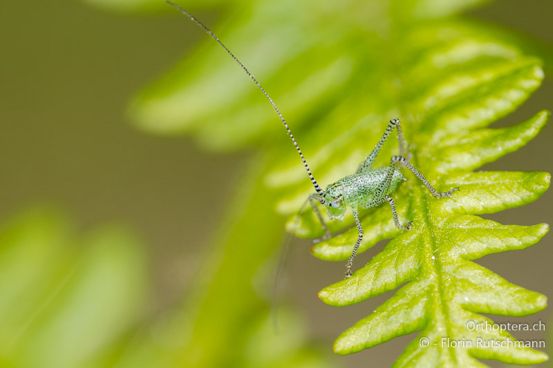 1. Larvenstadium von Leptophyes laticauda - CH, TI, Mugena, 17.05.2012
