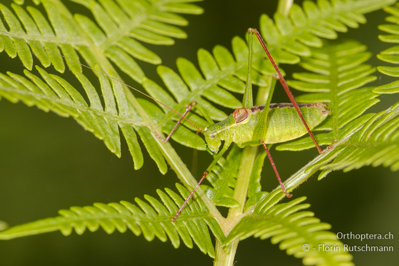 Leptophyes laticauda ♂ - CH, TI, Mugena, 18.09.2013