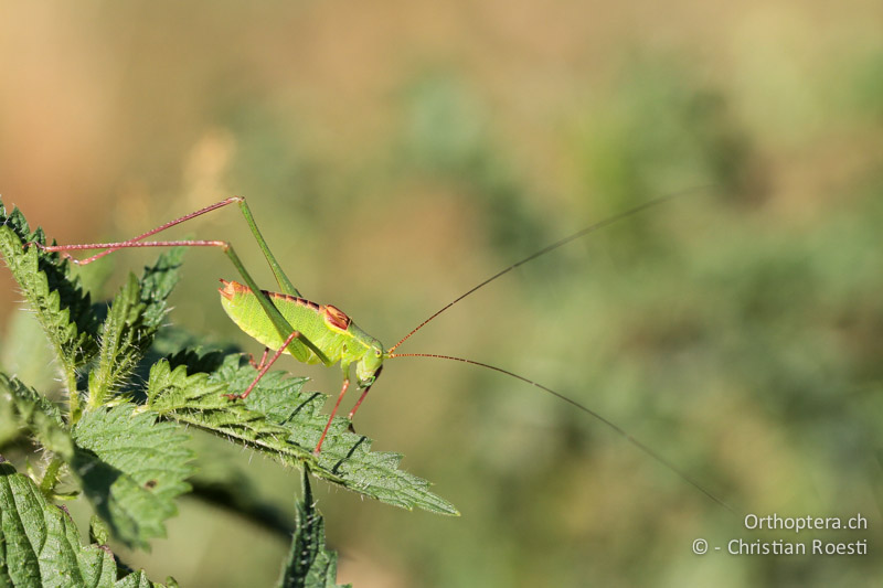 Leptophyes laticauda ♂ - CH, TI, Mt. Generoso, 04.08.2013
