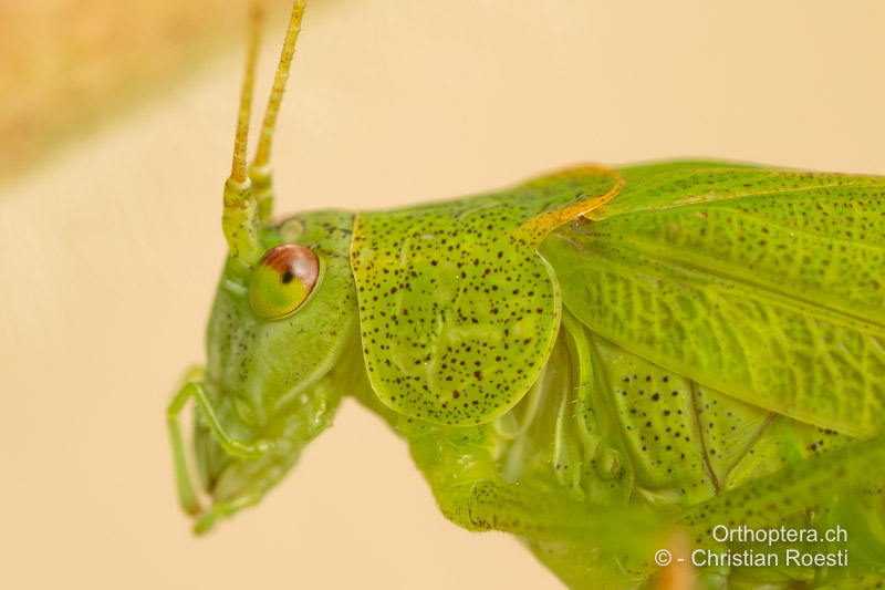 Halsschild von Phaneroptera falcata ♀. Von der Seite betrachtet, sind die Seitenlappen ungefähr gleich hoch wie lang - CH, AG, Densbüren, 05.08.2025
