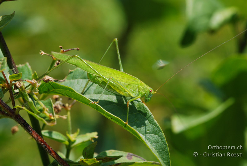 Phaneroptera falcata ♀ - CH, GR, Castaneda, 22.08.2009