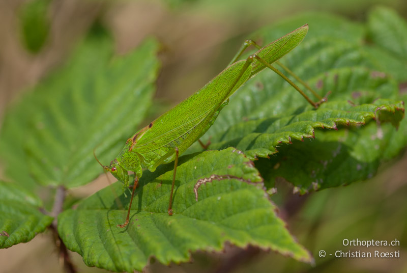 Phaneroptera falcata ♂ - CH, GR, Castaneda, 22.08.2009