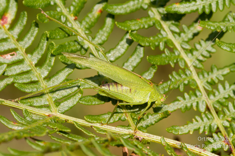 Phaneroptera nana ♂ - CH, TI, Mugena, 22.08.2011