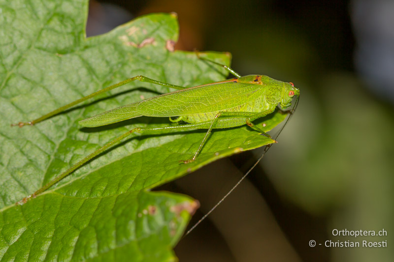 Phaneroptera nana ♂ - CH, TI, Ponte Tresa, 01.09.2013