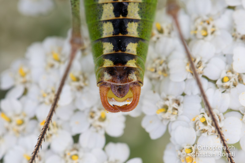 Hinterleibsende von Poecilimon fussii ♂ - BG, Oblast Sofia, Anton, 09.07.2019