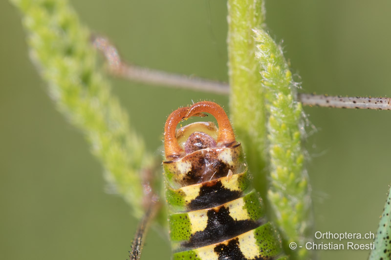 Hinterleibsende von Poecilimon fussii ♂ - BG, Oblast Sofia, Anton, 09.07.2019