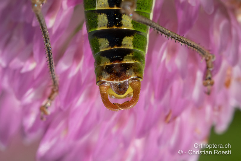 Hinterleibsende von Poecilimon fussii ♂ - BG, Oblast Sofia, Anton, 09.07.2019