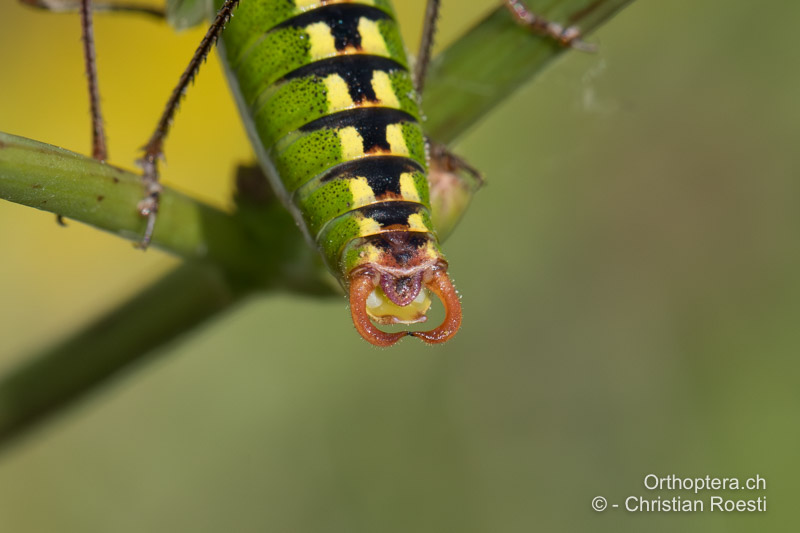 Hinterleibsende von Poecilimon fussii ♂ - BG, Oblast Sofia, Anton, 09.07.2019