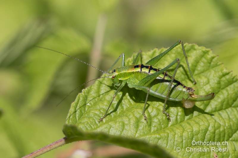 Poecilimon fussii ♀ - BG, Oblast Sofia, Anton, 09.07.2019