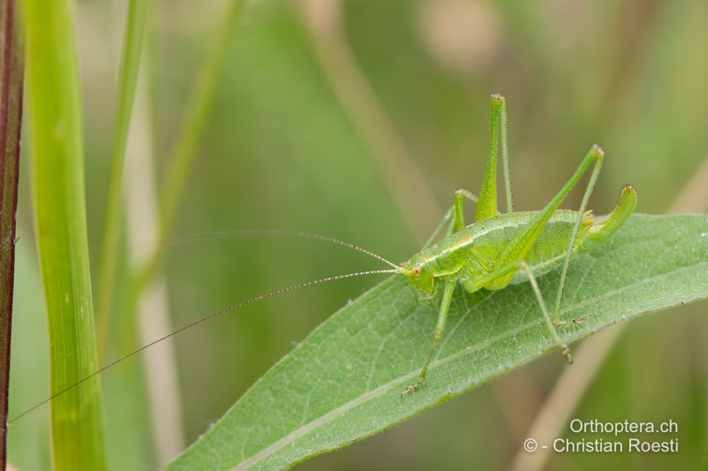 Poecilimon fussii ♀ - RO, Transsilvanien, Sub Cetate, 13.07.2020