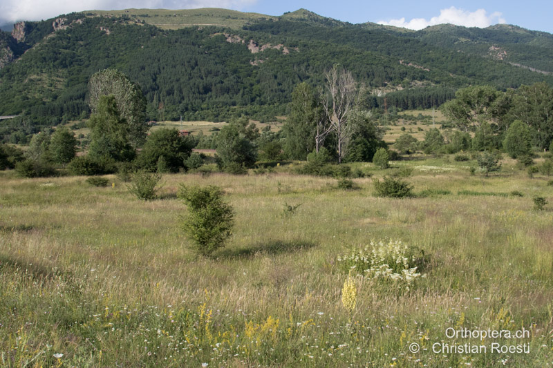 Artenreiche, extensive Wiesen im Zentralbalkan - BG, Oblast Sofia, Anton, 09.07.2019