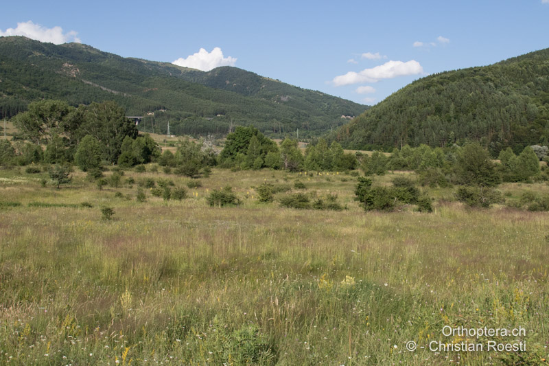 Artenreiche, extensive Wiesen im Zentralbalkan - BG, Oblast Sofia, Anton, 09.07.2019