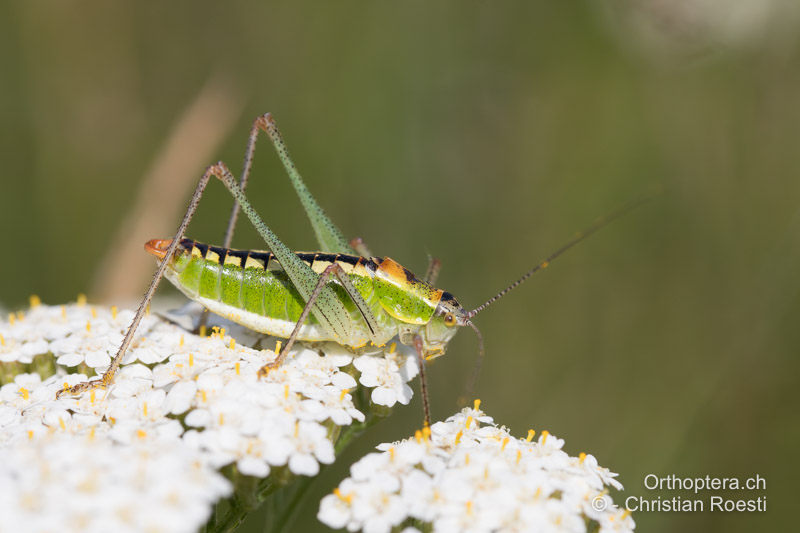 Poecilimon fussii ♂ - BG, Oblast Sofia, Anton, 09.07.2019