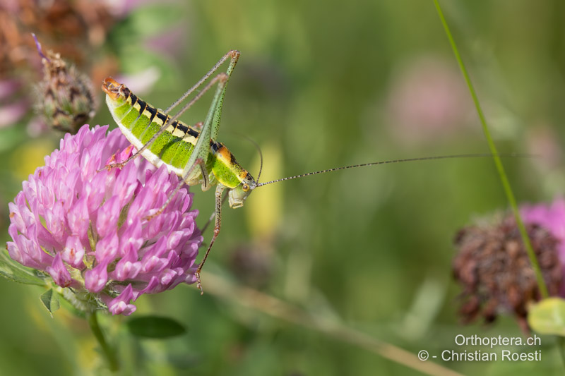 Poecilimon fussii ♂ - BG, Oblast Sofia, Anton, 09.07.2019