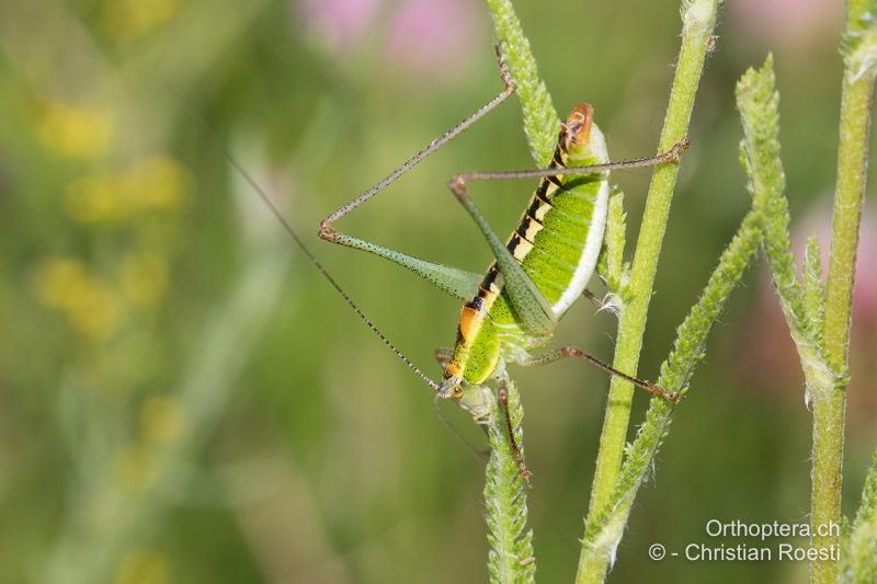 Poecilimon fussii ♂ - BG, Oblast Sofia, Anton, 09.07.2019
