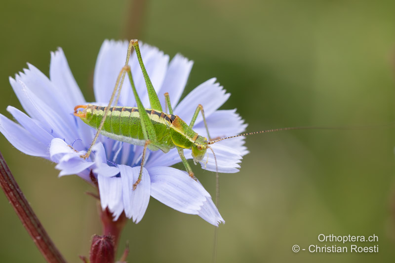 Poecilimon fussii ♂ - RO, Transsilvanien, Sub Cetate, 13.07.2020
