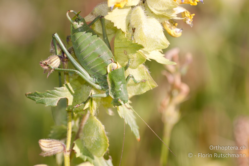 Polysarcus denticauda ♂ - CH, SH, Zelgli, 25.06.2010