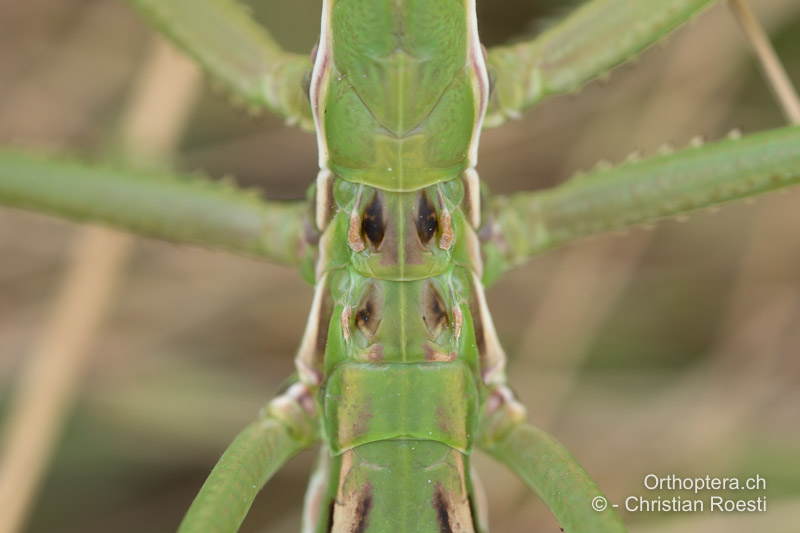 Thorax von oben mit den vier Flügelansatzstellen, die Flügel sind zu Hautlappen zurückgebildet - CH, VS, Martigny, 07.07.2025