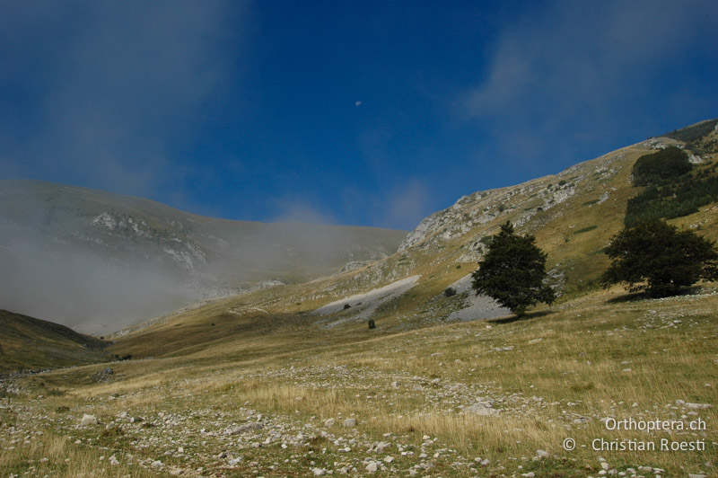 Extensive Schafweide in den französischen Alpen - FR, Drôme, Col de la Croix-Haute, 02.09.2007