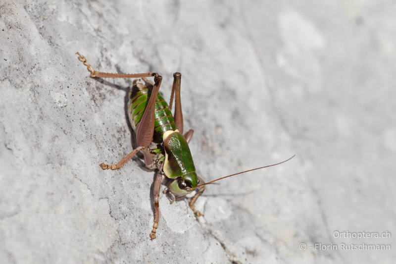 Anonconotus alpinus ♂ - CH, BE, Bäderhore, 08.09.2012