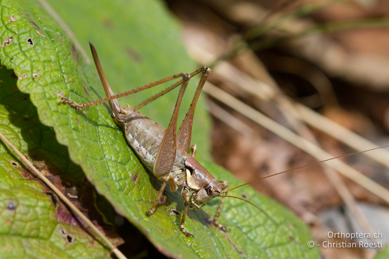 Antaxius pedestris ♀ - CH, TI, Monte Generoso, 13.09.2012