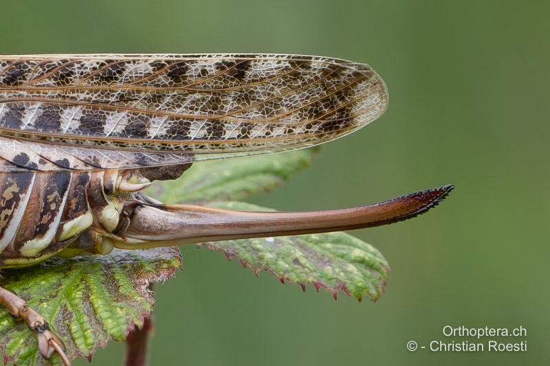 Legeröhre von <em>Decticus albifrons</em> ♀ - FR, Bouches-du-Rhône, Arles, 10.07.2014