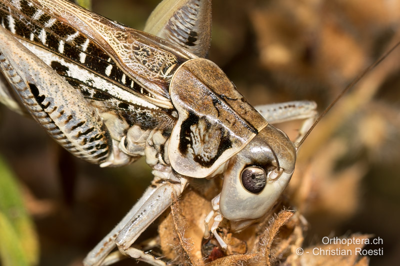 <em>Decticus albifrons</em> ♂. Der Mittelkiel des Halsschildes ist auf der ganzen Länge ausgeprägt - HR, Istrien, Premantura, 22.07.2015