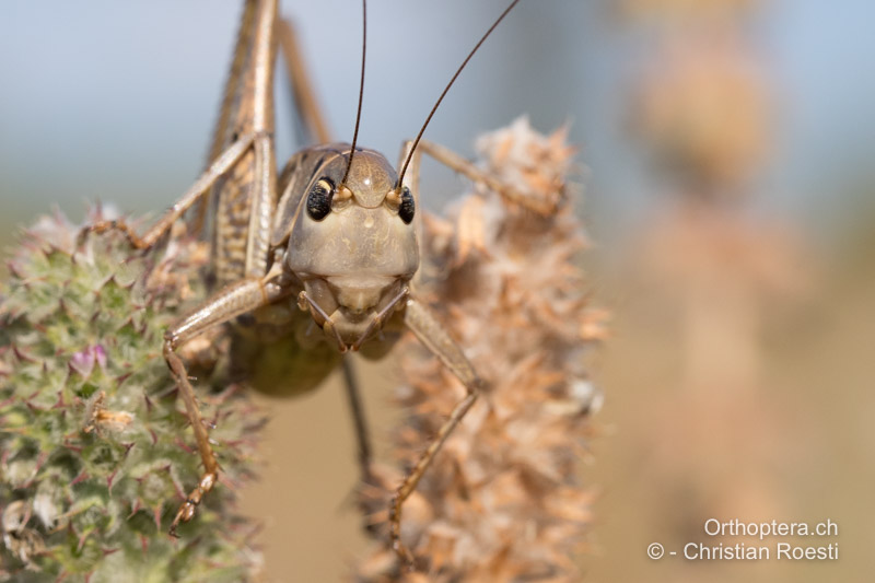 <em>Decticus albifrons</em> ♂. Der Kopf ist ausgesprochen bullig, das mittlere Punktauge ist auf der Höhe des Unterrandes der Augen und Fühlerbasen in der Kopfmitte gut sichtbar - BG, Khaskovo, Oreshari, 06.07.2019