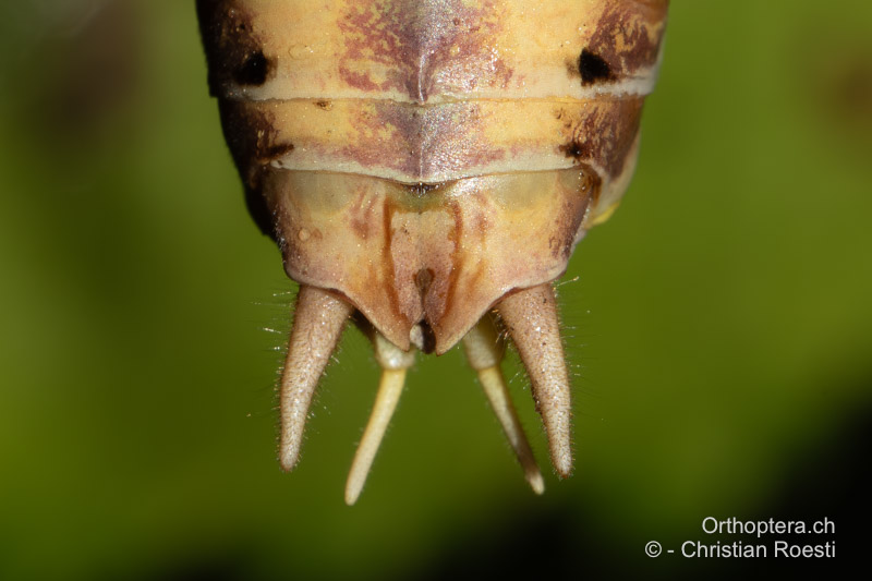 <em>Decticus albifrons</em> ♂, Hinterleibsende. Die Cerci sind in der zweiten Hälfte leicht winklig einwärts gebogen, der Innenzahn an der Basis ist hier vom 10. Tergum verdeckt - HR, Dalmatien, Split, 25.07.2022