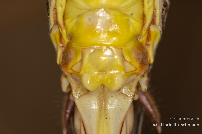 Subgenitalplatte von <em>Decticus albifrons</em> ♀ - GR, Epirus, Arta, 08.06.2024