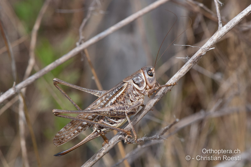 <em>Decticus albifrons</em> ♀ - FR, Aude, Port-la-Nouvelle, 01.10.2010