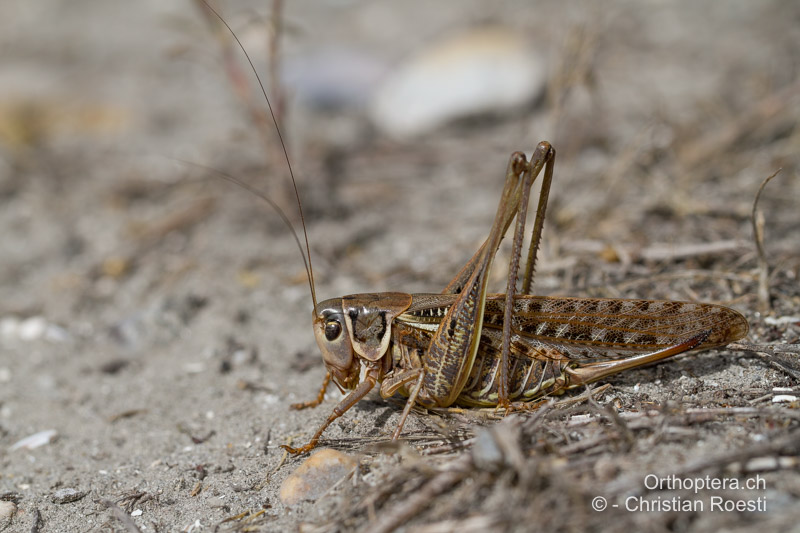 <em>Decticus albifrons</em> ♀ - FR, Bouches-du-Rhône, Port-Saint-Louis-du-Rhône, 09.07.2014
