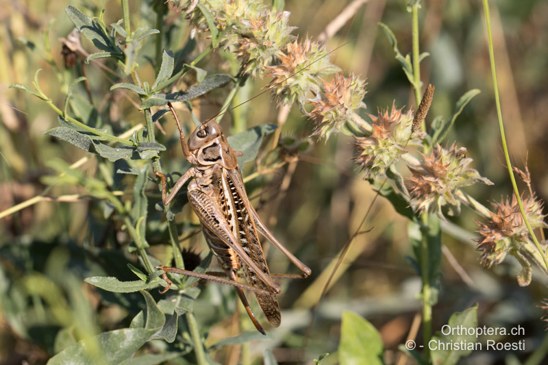<em>Decticus albifrons</em> ♀ - BG, Khaskovo, Oreshari, 06.07.2019