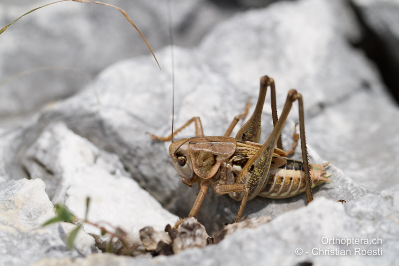 Letztes, 7. Larvenstadium von <em>Decticus albifrons</em> ♂ - HR, Istrien, Premantura, 05.06.2014