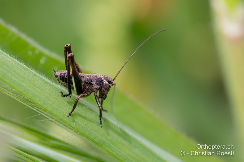 1. Larvenstadium von <em>Decticus albifrons</em> - FR, Corse-du-Sud, Listincone, 14.04.2022