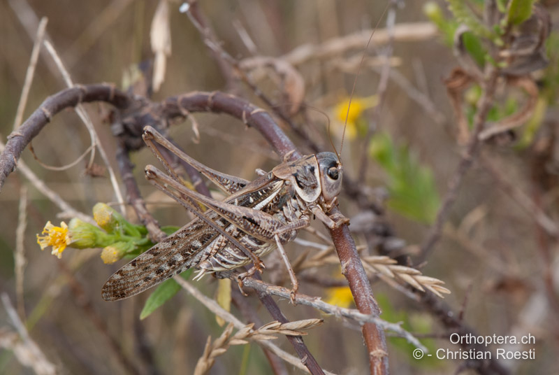 <em>Decticus albifrons</em> ♂ - FR, Aude, Port-la-Nouvelle, 01.10.2010