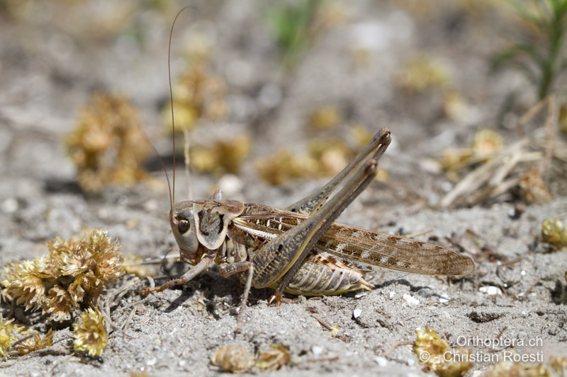 <em>Decticus albifrons</em> ♂ - FR, Bouches-du-Rhône, Port-Saint-Louis-du-Rhône, 09.07.2014
