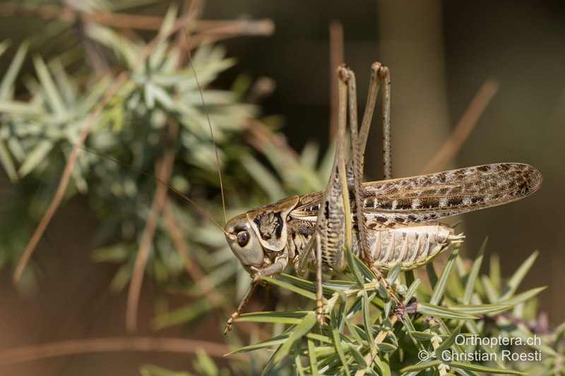 <em>Decticus albifrons</em> ♂ - HR, Istrien, Premantura, 22.07.2015