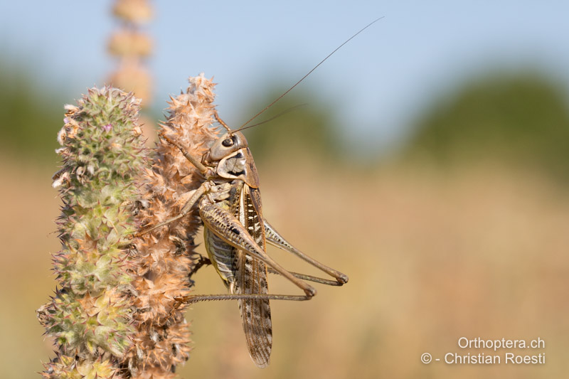 <em>Decticus albifrons</em> ♂ - BG, Khaskovo, Oreshari, 06.07.2019