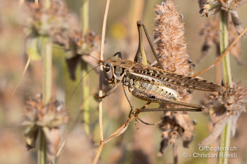 <em>Decticus albifrons</em> ♂ - BG, Oreshari, Khaskovo, 06.07.2019