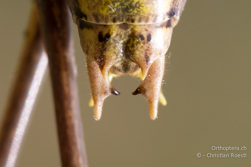 Hinterleibsende von Decticus verrucivorus ♂ von oben. 10. Tergum in zwei spitze Fortsätze auslaufend und Cerci mit kräftigem Innenzahn in der Mitte - GR, Zentralmakedonien, Mikri Volvi, 17.05.2013