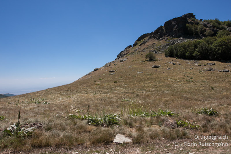Rinderweide mit stellenweise dichter Vegetation - GR, Westmakedonien, Mt. Vernon, 17.07.2012