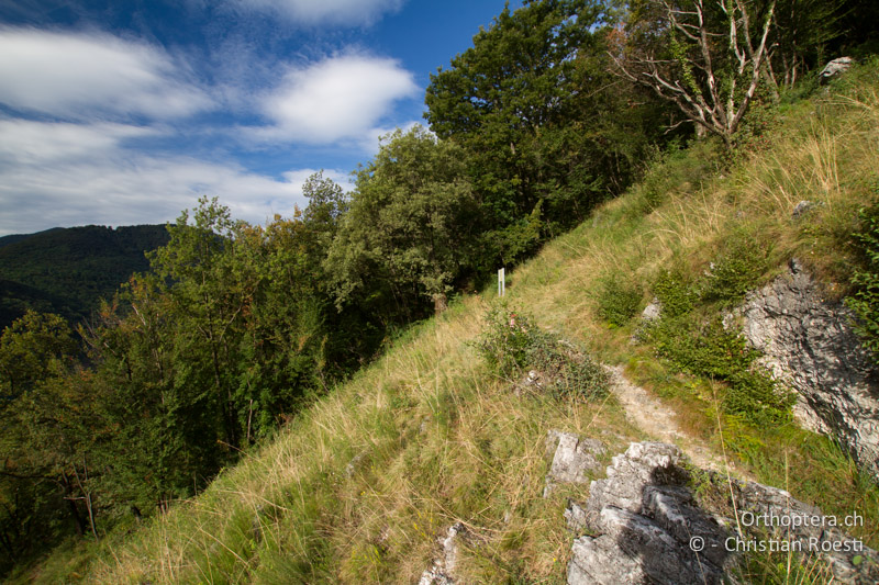 Trockenwarme Waldlichtung - CH, TI, Mt. Caslano, 11.10.2011