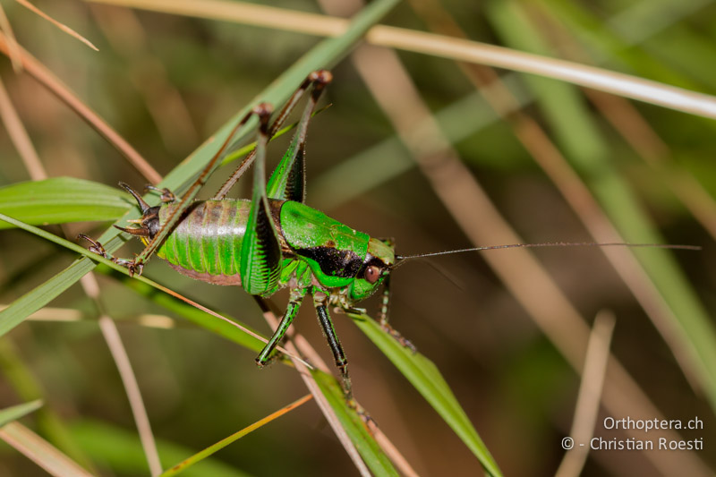 Eupholidoptera chabrieri ♂ - CH, TI, Mt. Caslano, 11.10.2011